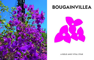 Super Bloom : A Field Guide to Flowers for Every Gardener