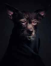 The Dogs : Human Animals