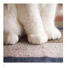 Cat Paws