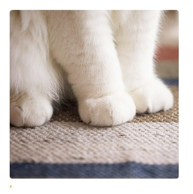 Cat Paws