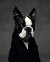 The Dogs : Human Animals