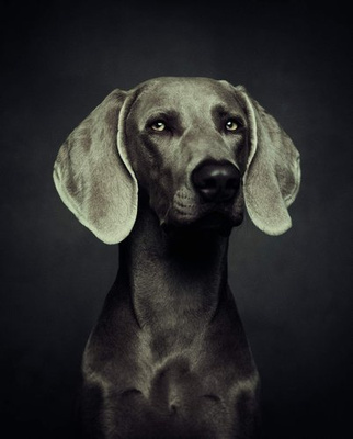 The Dogs : Human Animals