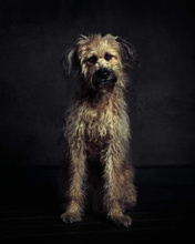 The Dogs : Human Animals